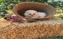 Pomerania perros en venta: Pomerania blanco /crema disponible  - Imagen 3