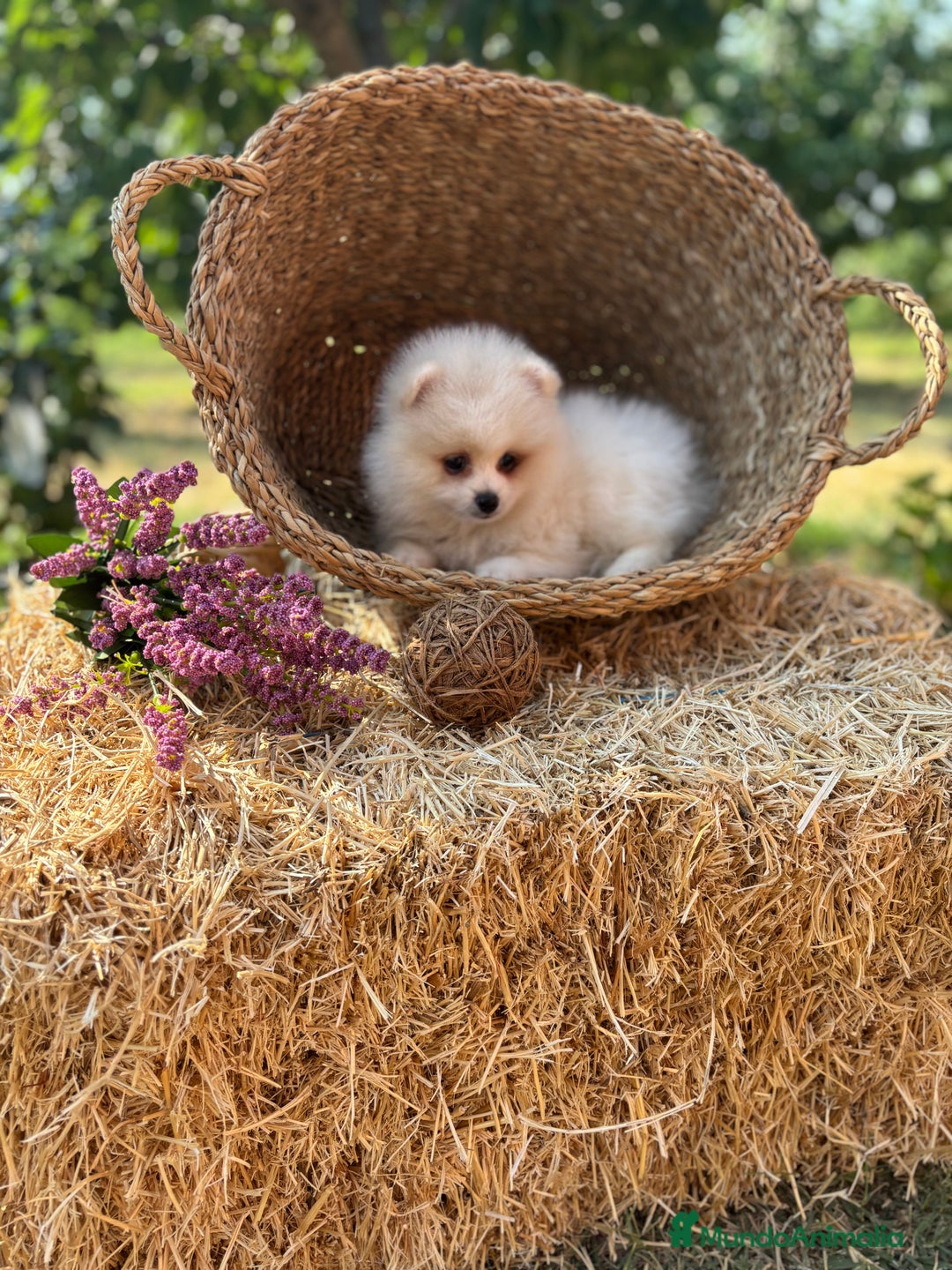 Pomerania perros en venta: Pomerania blanco /crema disponible  - Imagen 3
