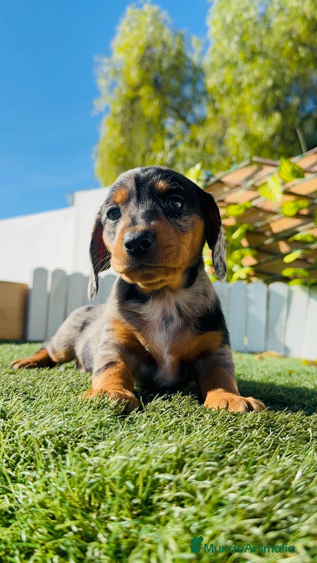 Teckel Miniatura perros en venta: TECKEL MINIATURA HEMBRA - Anuncio 14