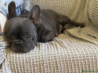 Bulldog Francés perros Bulldog francés negras muy buena morfología - Anuncio 2