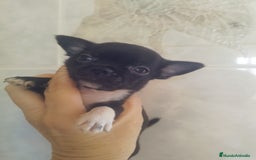 Chihuahua perros en venta: CHIHUAHUA MACHO TEA CUP - Imagen 6
