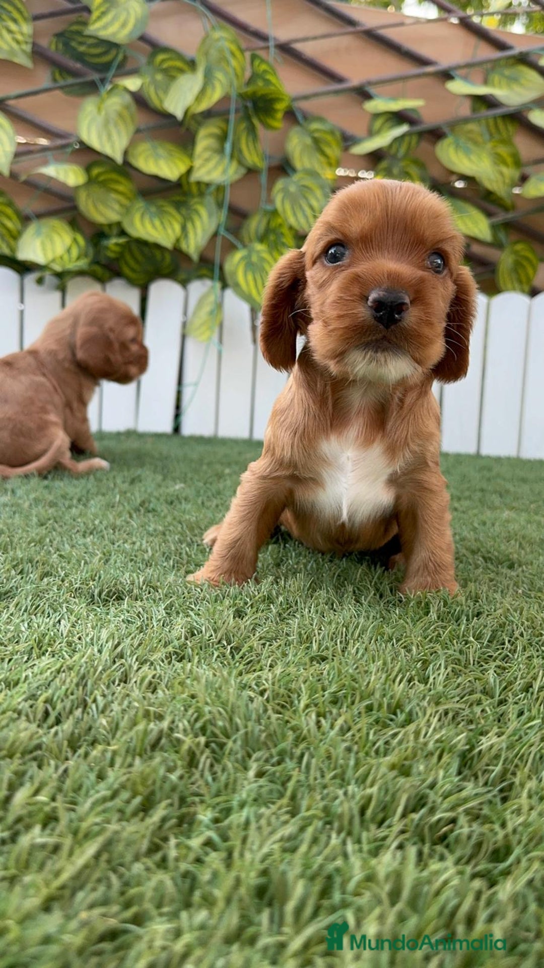 Cocker Spaniel Inglés perros en venta: COCKER SPANIEL INGLES MACHO  - Imagen 19