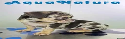 Bulldog Francés perros en venta: Bulldog Frances Macho (ref 9811) - Anuncio 6