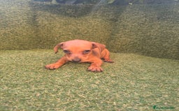 Teckel perros en venta: camada teckel canichen rojas  - Imagen 1