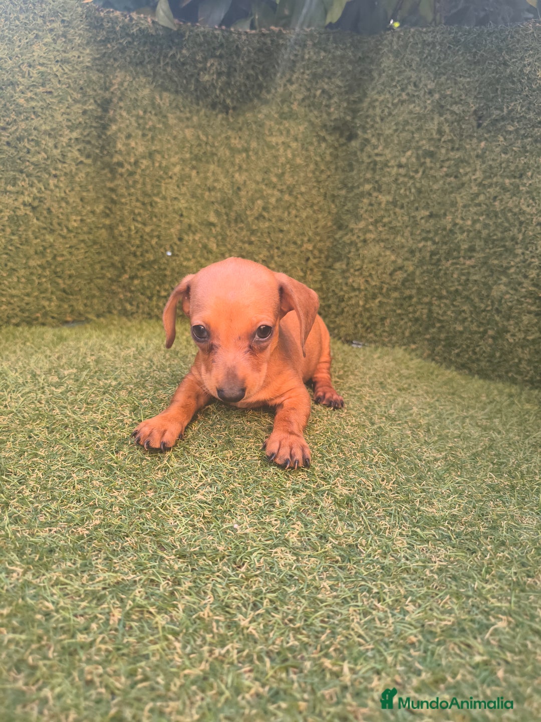 Teckel perros en venta: camada teckel canichen rojas  - Imagen 1