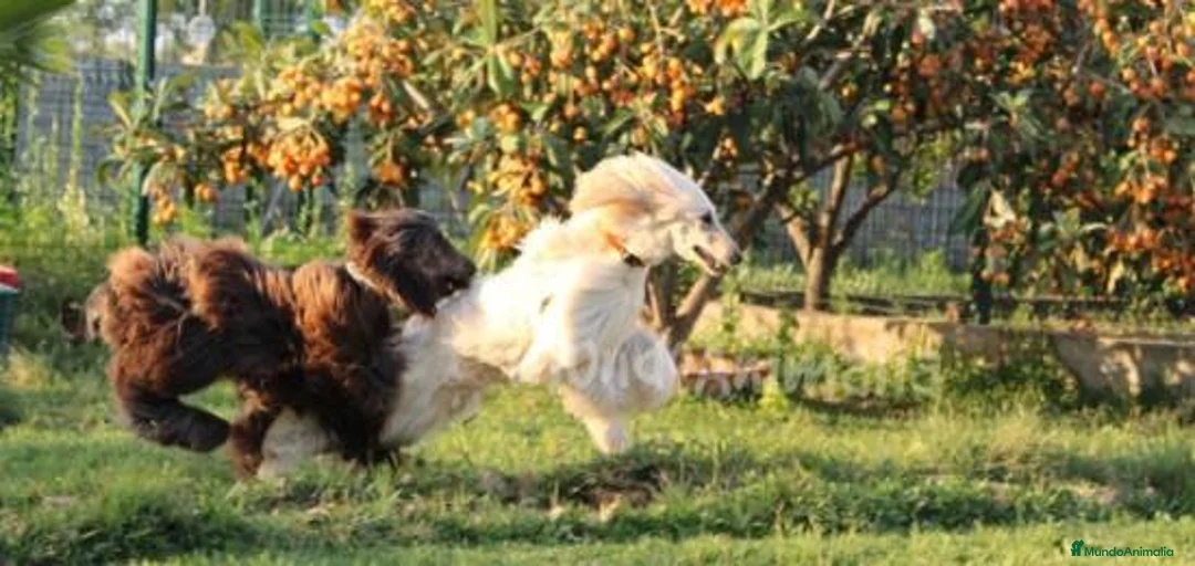 Imagen de galería {{count}}