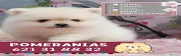 Pomerania perros en venta: Auténticos pomerania toy carita de osito - Anuncio 1