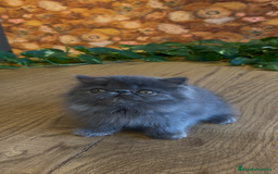 Persa gatos en venta: Persa Macho Azul - Imagen 3