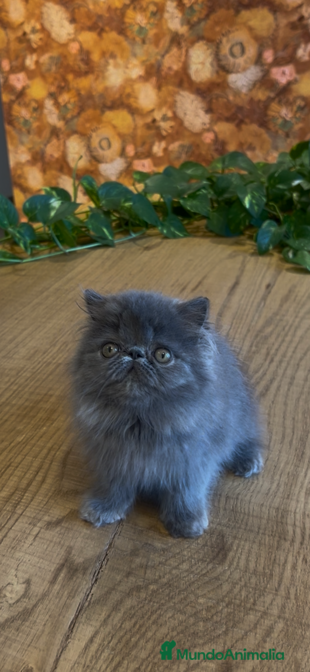 Persa gatos en venta: Persa Macho Azul - Imagen 3
