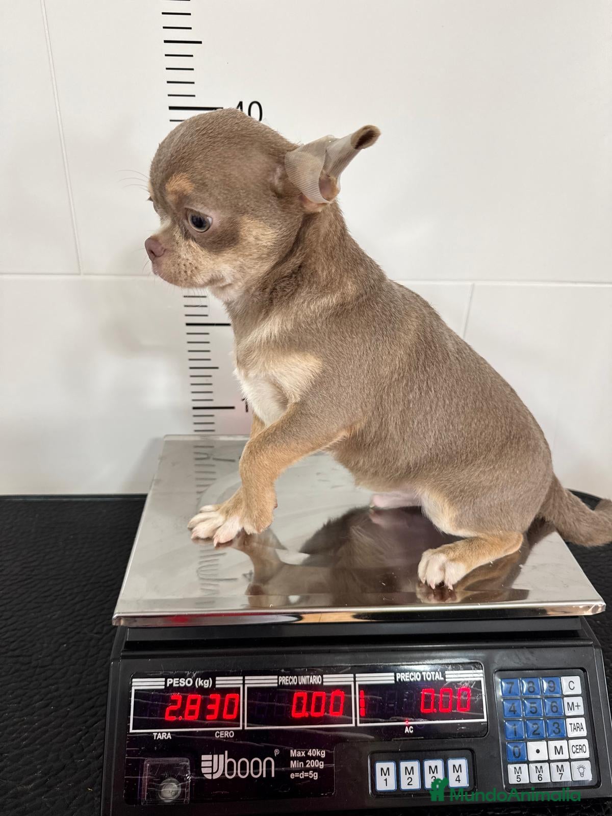 Chihuahua perros CHIHUAHUA BLUE 6 MESES - Anuncio 2