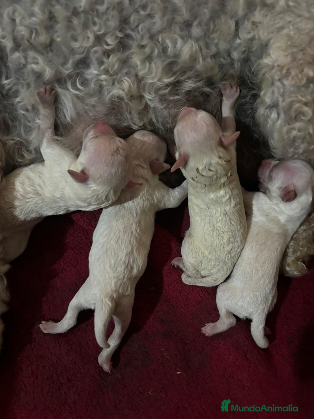 Caniche Toy perros en venta: Caniche blanco nueva camada  - Imagen 1
