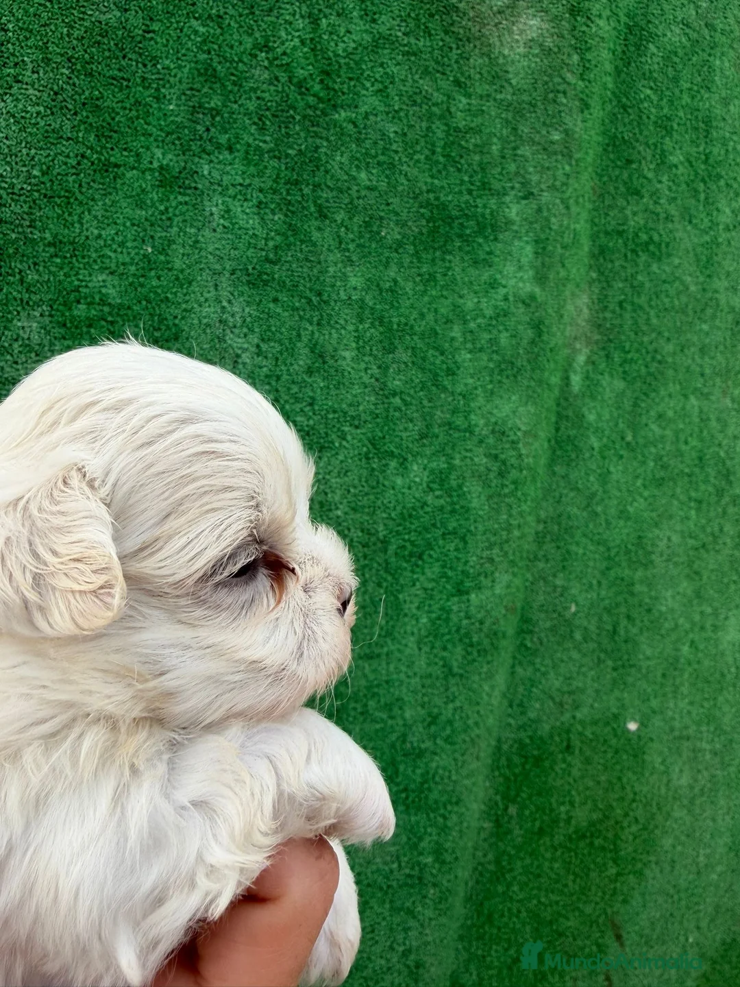 Bichón Maltés perros en venta: BICHÓN MALTÉS  - Anuncio 2