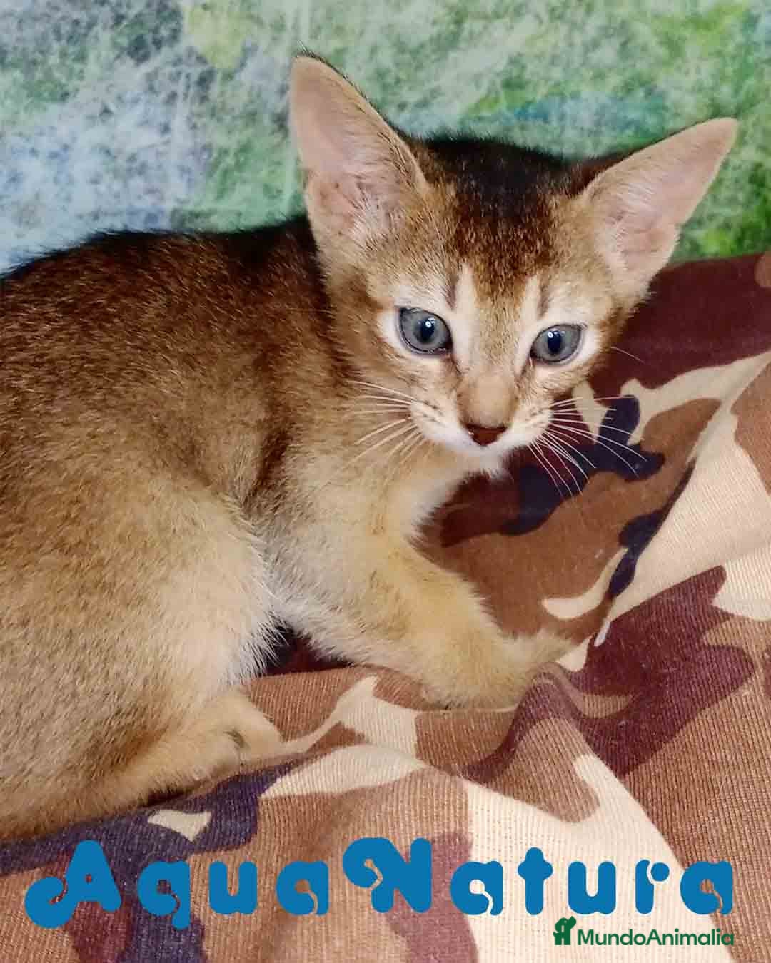 Abisinio gatos Abisinio Hembra de Santa 4178 - AQUANATURA en Barcelona - Anuncio 21