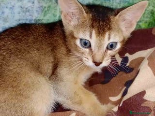 Abisinio gatos Abisinio Hembra de Santa 4178 - AQUANATURA en Barcelona - Anuncio 2