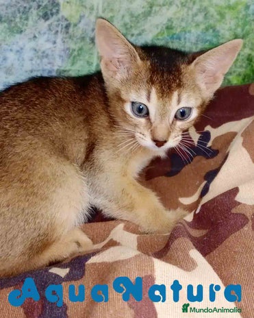 Abisinio gatos en Barcelona - Anuncio 10