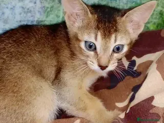 Abisinio gatos Abisinio Hembra de Santa 4178 - AQUANATURA en Barcelona - Anuncio 33