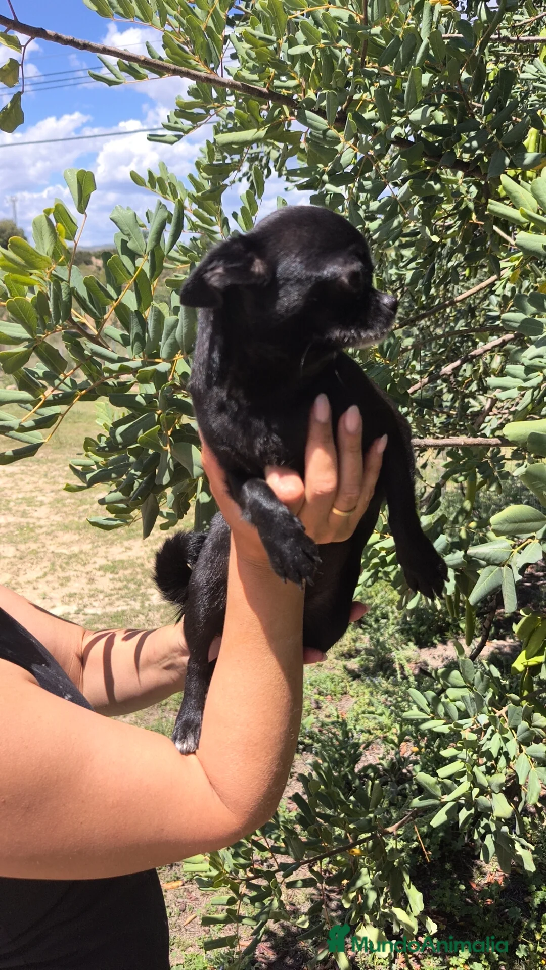 Chihuahua perros en venta: Chihuahua hembra joven  - Anuncio 2