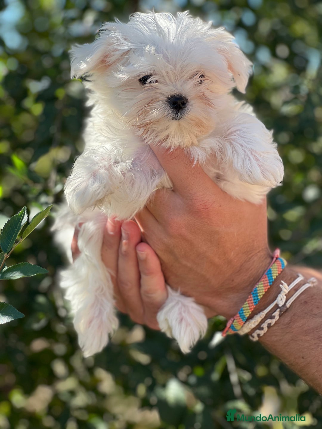 Bichón Maltés perros en venta: Bichon maltés coreana  - Imagen 2