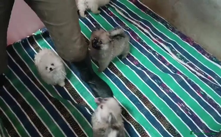 Pomerania perros - Anuncio 1
