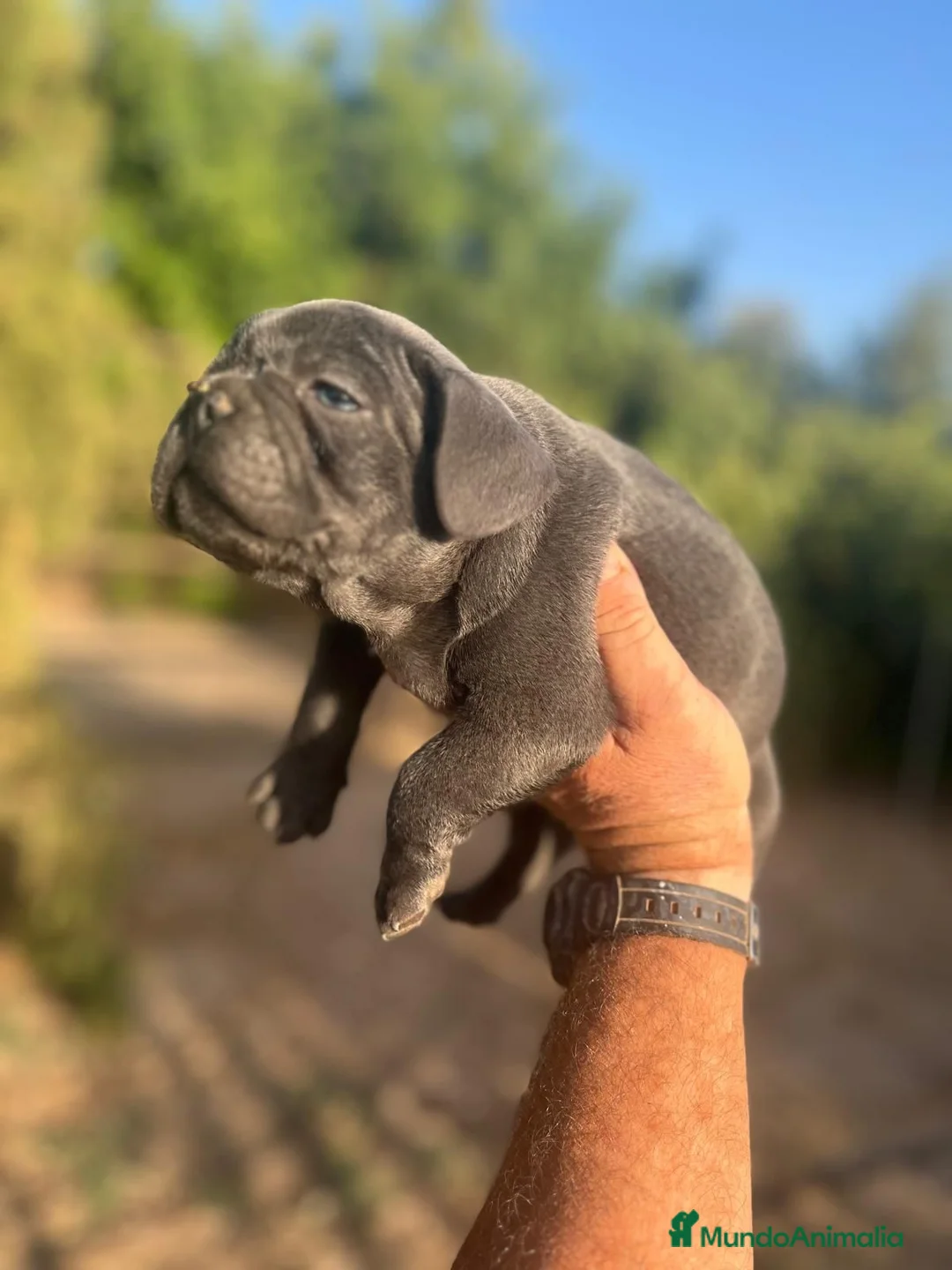 Bulldog Francés perros en venta: Bulldog frances macho - Anuncio 2