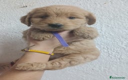 Goldendoodle perros en venta: Goldendoodle - Imagen 3