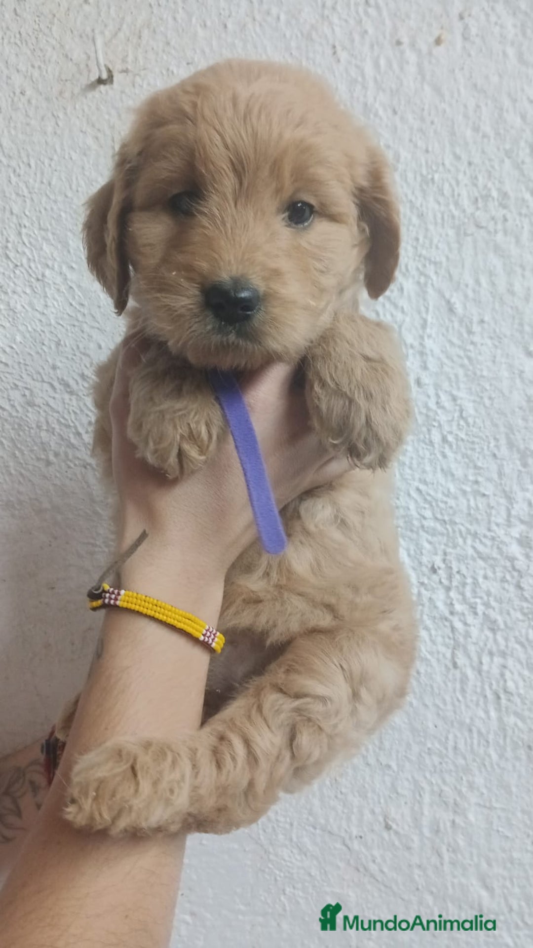 Goldendoodle perros en venta: Goldendoodle - Imagen 3