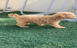 Raza Mixta perros en venta: Último caniche papá toy mamá enana - Imagen 3