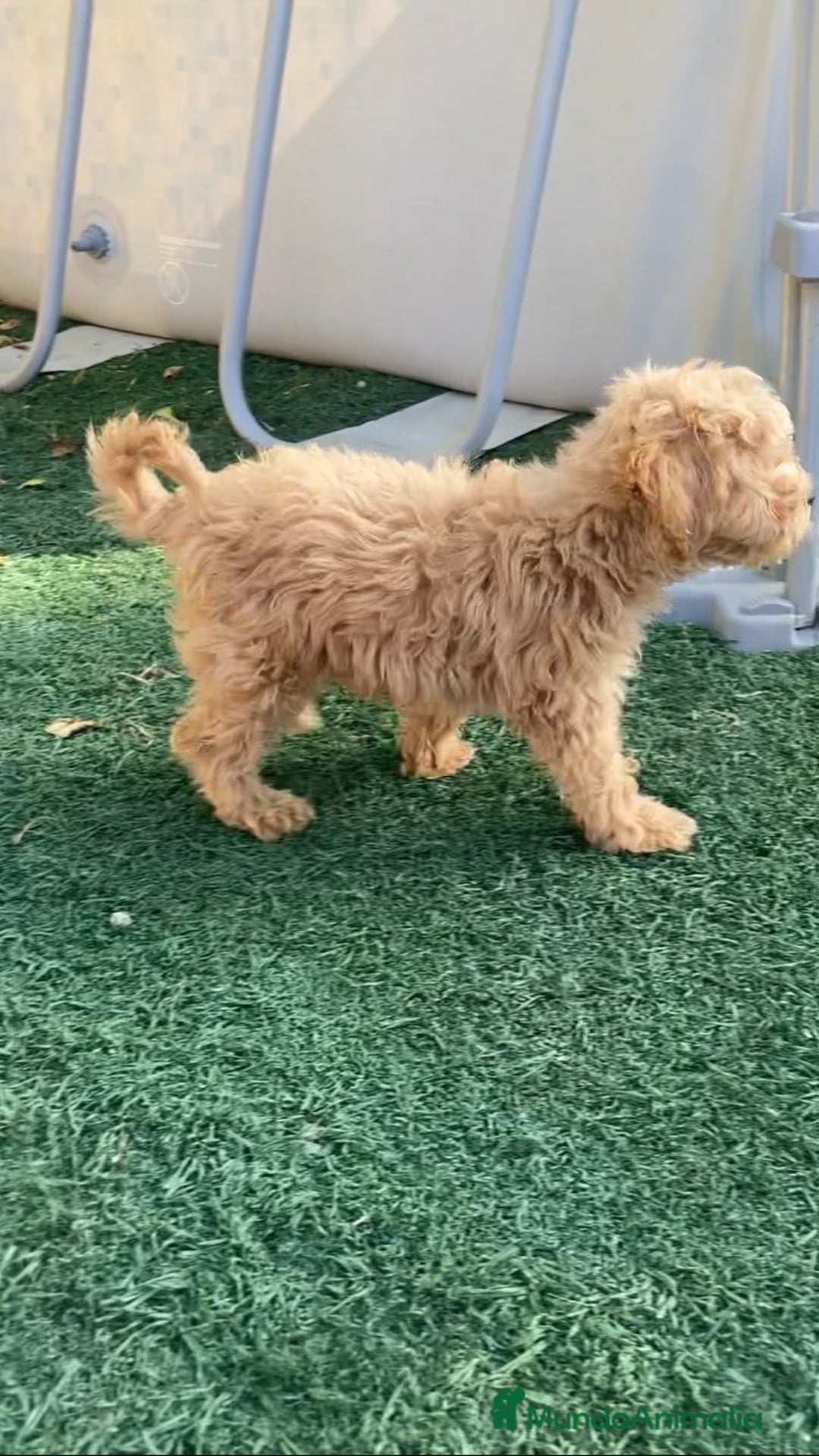 Raza Mixta perros en venta: Último caniche papá toy mamá enana - Imagen 3