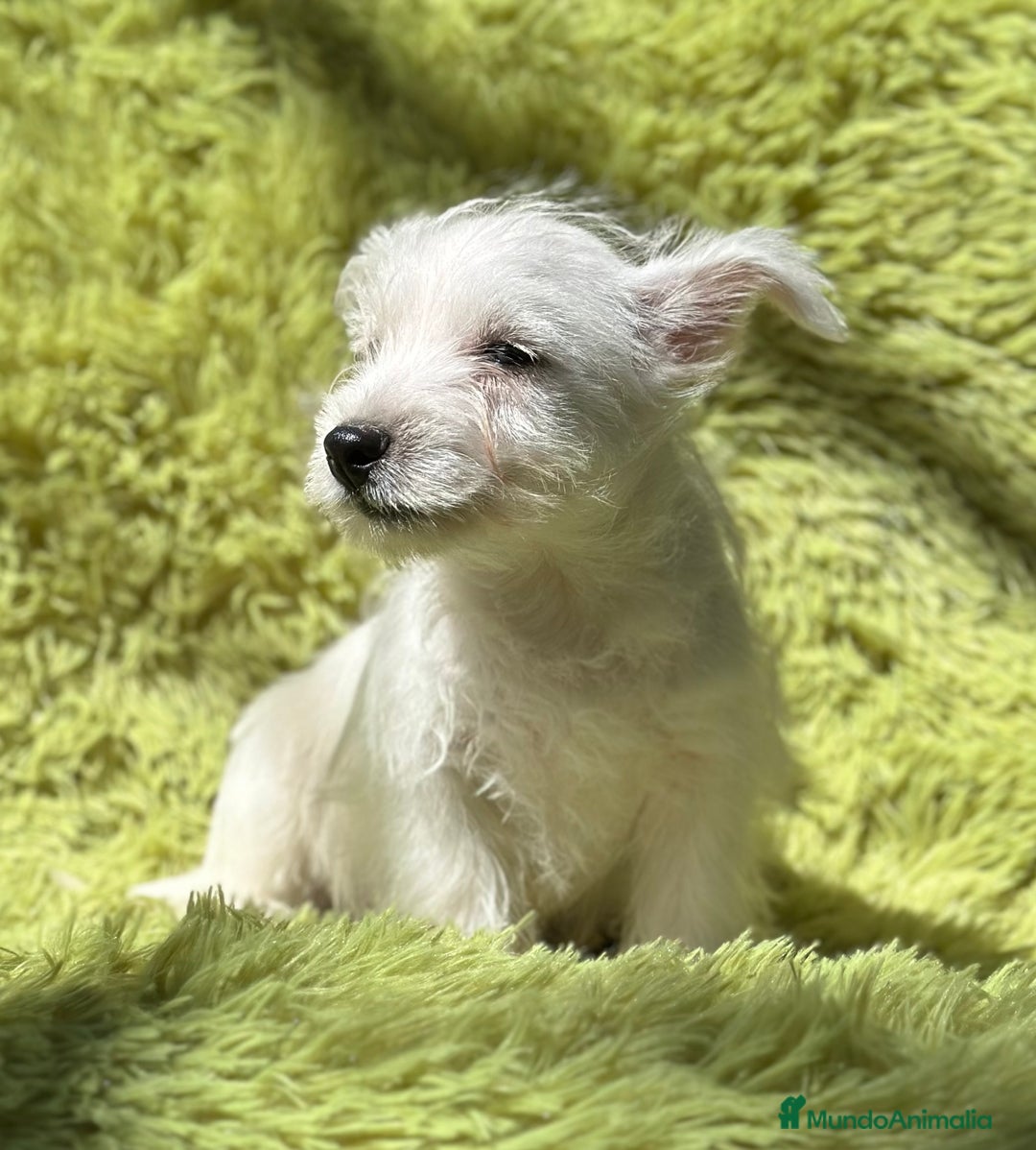 West Highland White Terrier perros en venta: WEST HIGHLAND WHITE TERRIER - Imagen 7