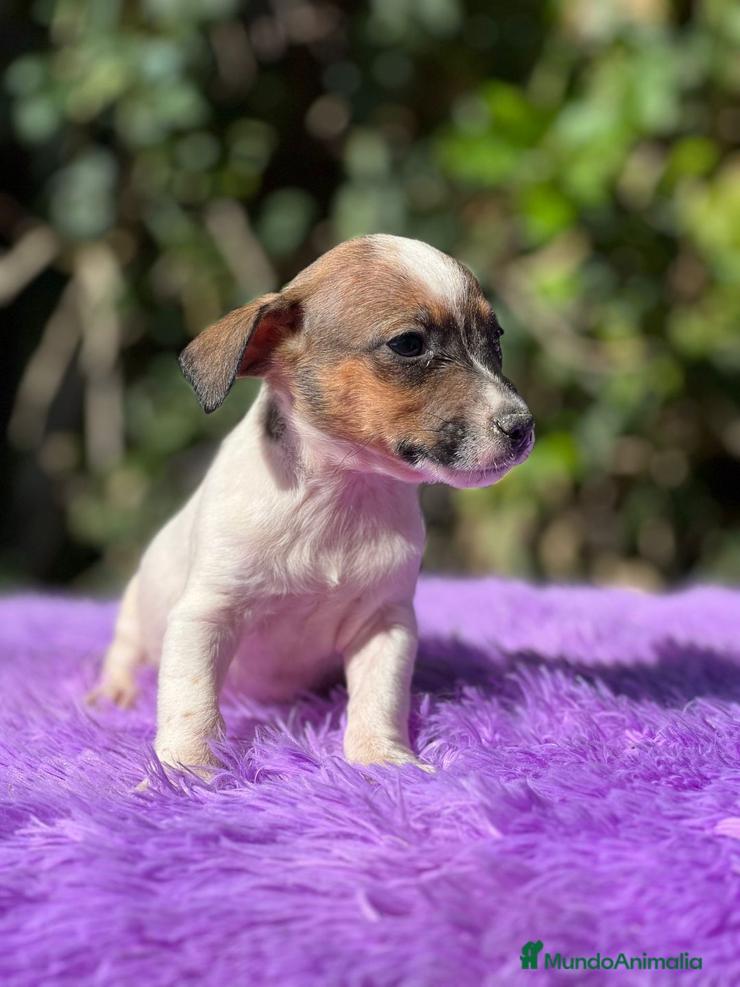 Jack Russell Terrier perros en venta: Jack russell bicolor - Imagen 5