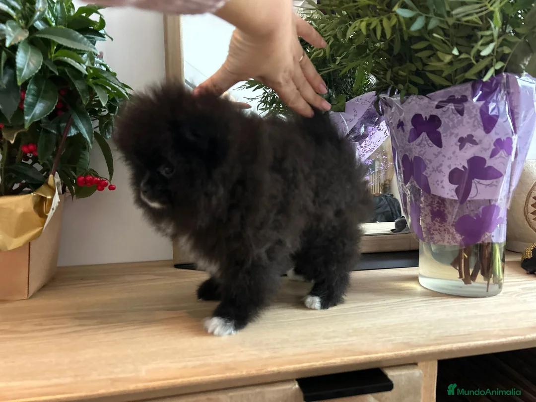 Pomerania perros en venta: Lulú de pomerania  - Anuncio 4