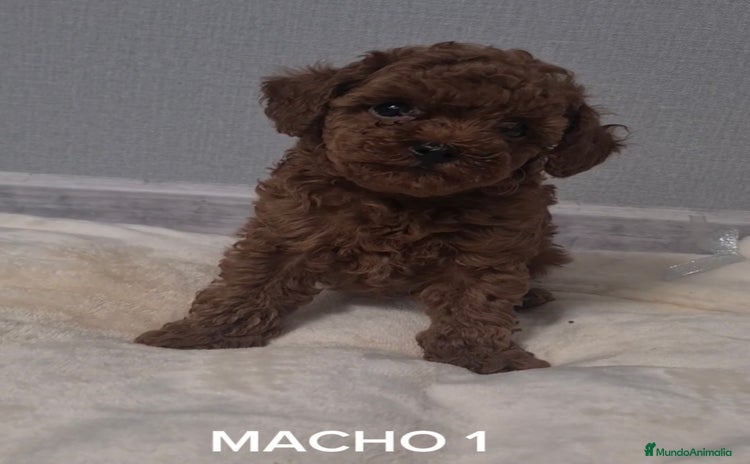 Caniche Toy perros - Anuncio 9