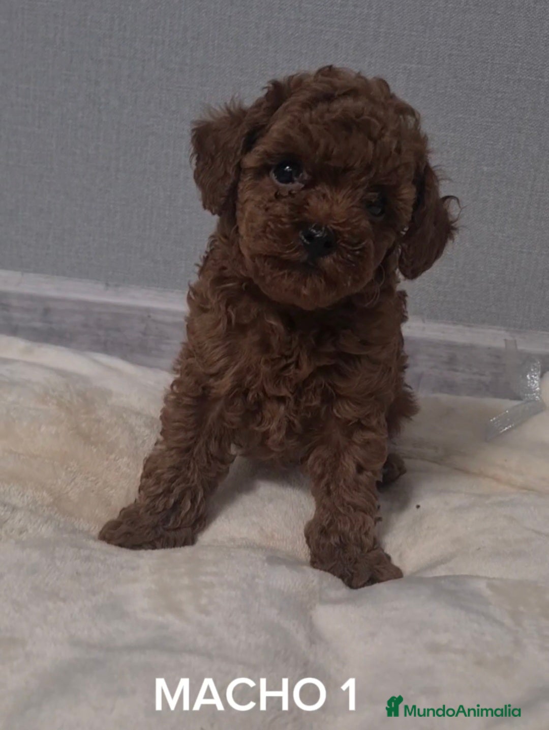 Caniche Toy perros en venta: ASIATICO 100% MACHO TOY - Imagen 1