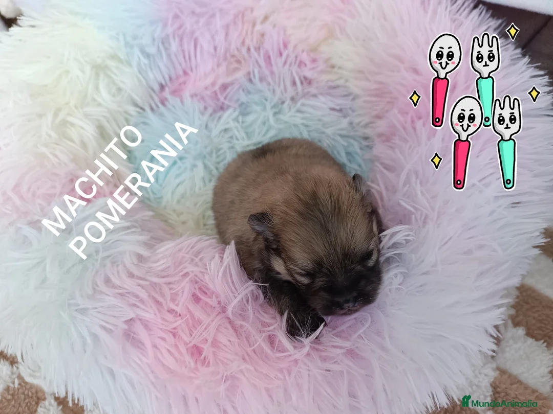 Pomerania perros en venta: POMERANIA MACHITO PRECIOSO - Anuncio 1
