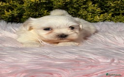 Bichón Maltés perros en venta: Bichon maltes hembra - Imagen 7