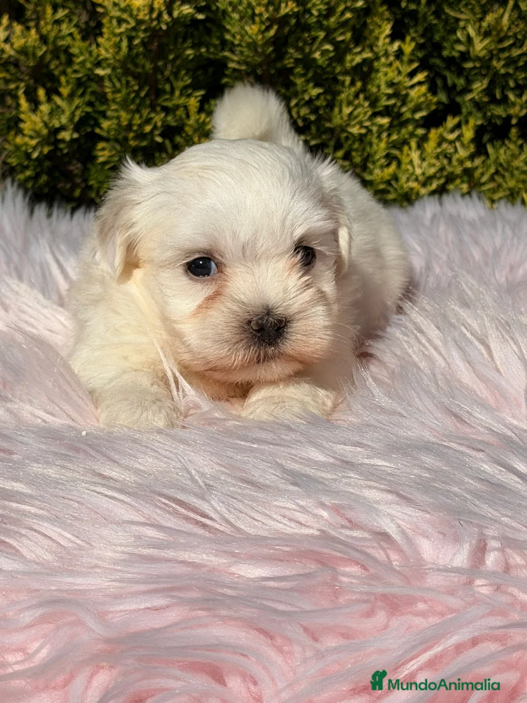 Bichón Maltés perros en venta: Bichon maltes hembra - Anuncio 7