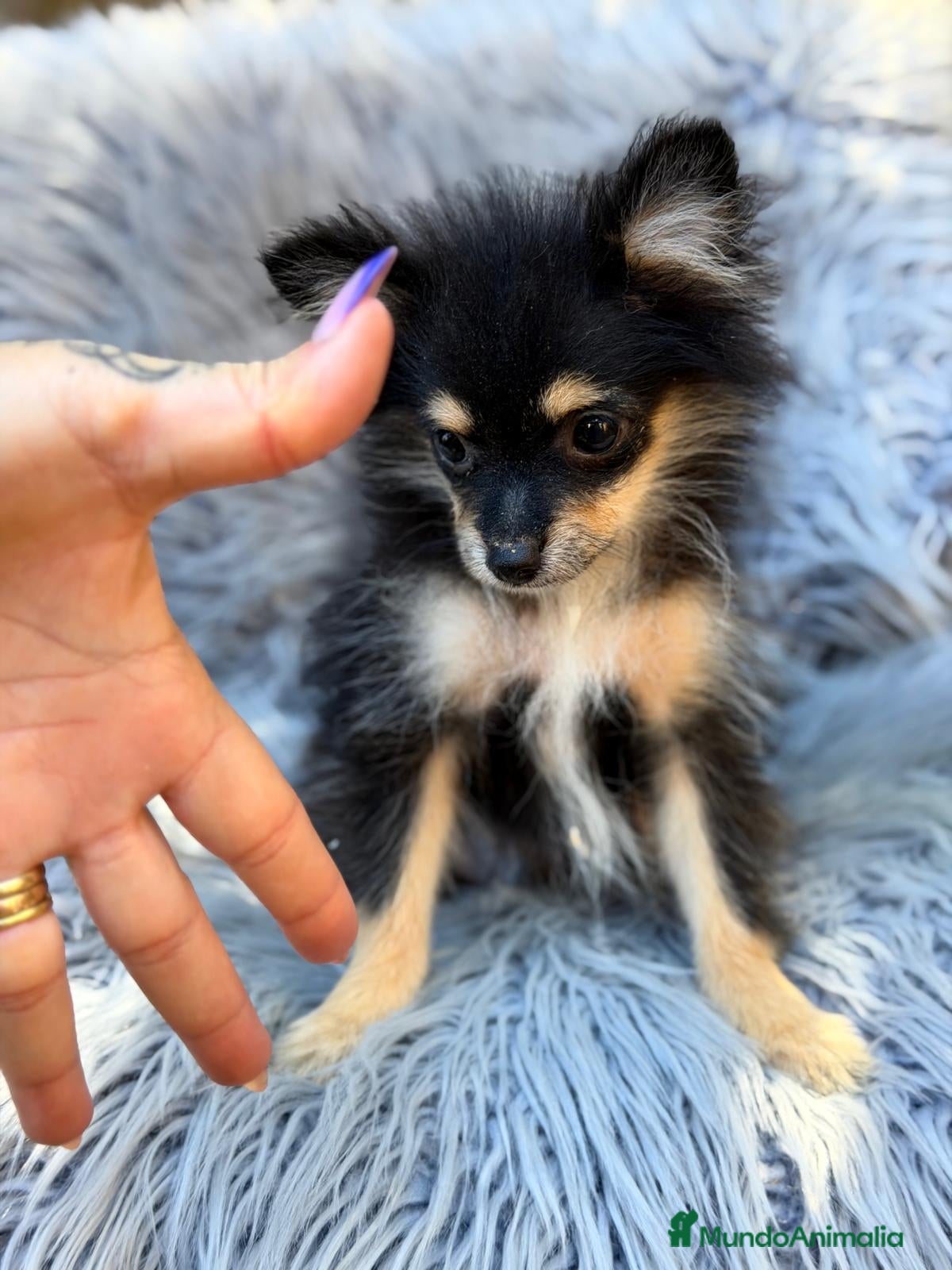 Pomerania perros POMERANIA NEGRO FUEGO - Anuncio 4