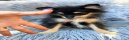 Pomerania perros en venta: POMERANIA NEGRO FUEGO - Anuncio 1