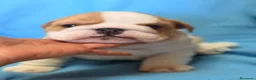 Bulldog Inglés perros en venta: Bulldog inglés macho  - Anuncio 6