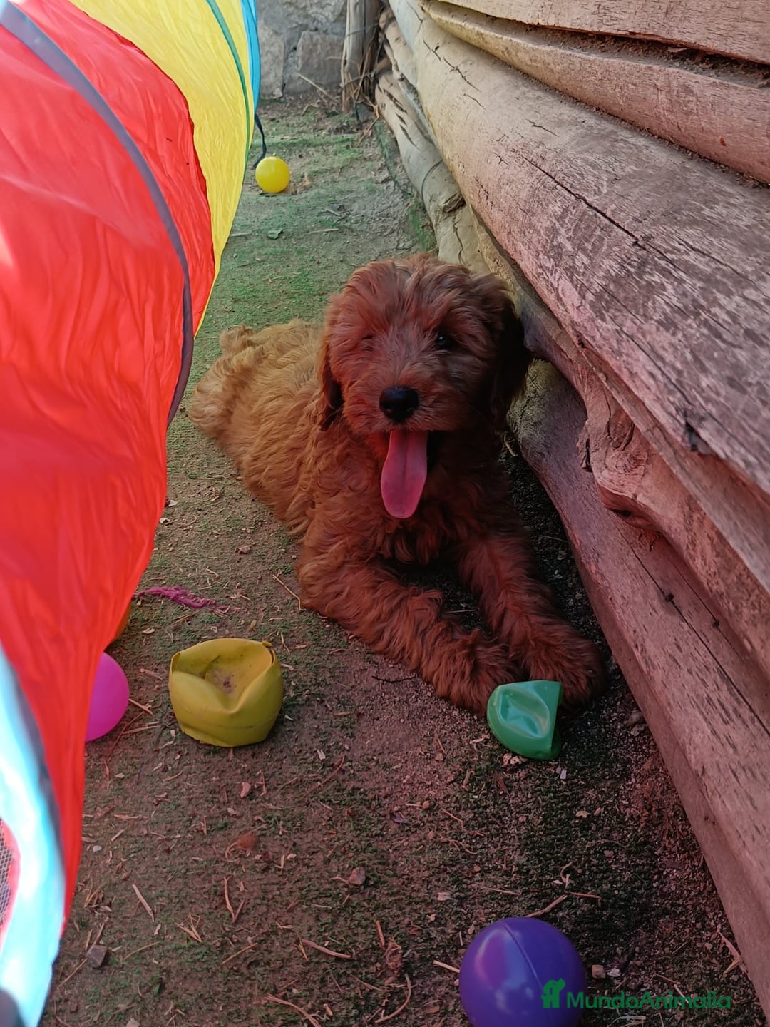 Goldendoodle perros en venta: Goldendoodle medianos  - Anuncio 3