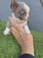 Chihuahua perros Chihuahua toy - Anuncio 3