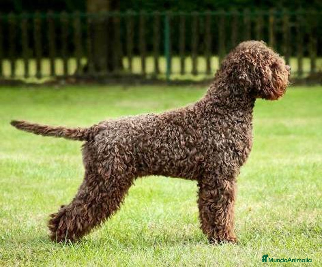 Perro de Agua Portugués perros en venta: LAGOTTO ROMAGNOLO - Imagen 4