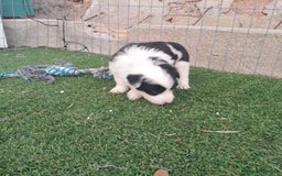 Border Collie perros en venta: BORDER COLLIE - Imagen 12
