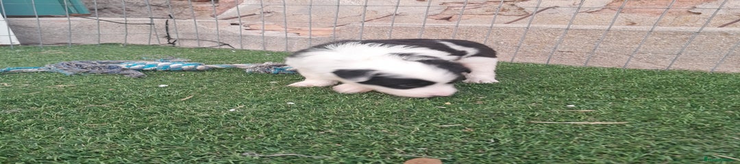 Border Collie Cachorro 1