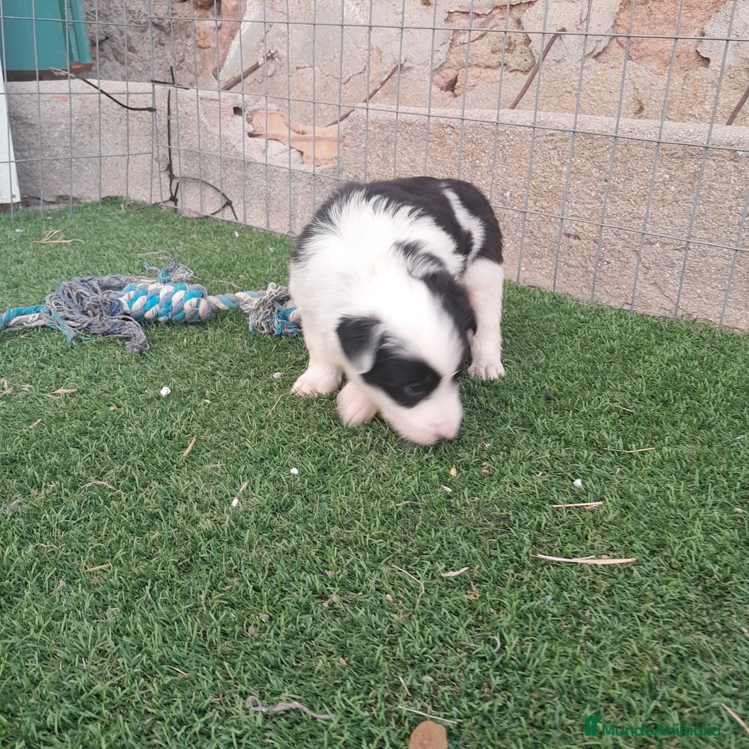 Border Collie perros en venta: BORDER COLLIE - Imagen 12