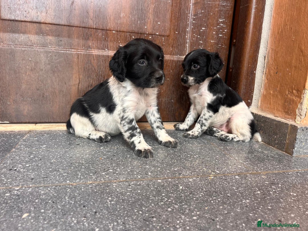 Épagneul Breton perros en venta: ULTIMO BRETON ♂️ - Imagen 1