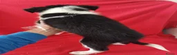 Border Collie perros en venta: Border Collie Blanco y Negro  - Anuncio 3