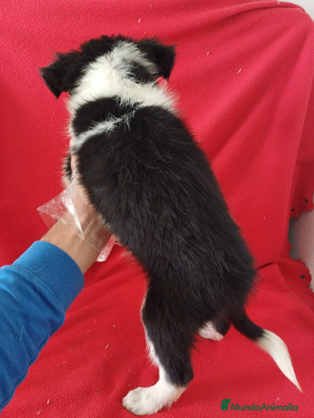Border Collie perros en venta: Border Collie Blanco y Negro  - Anuncio 3