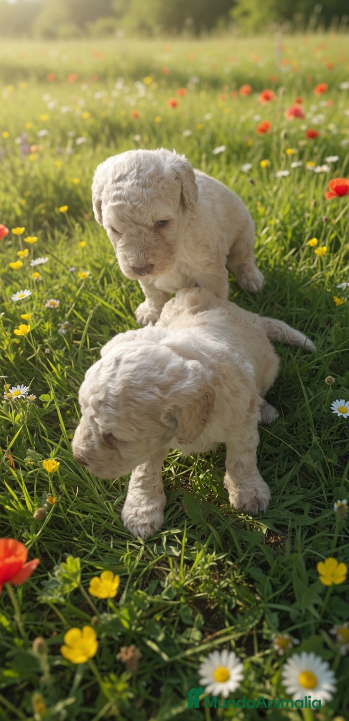 Perro de Agua Español perros PERRO DE AGUA ESPAÑOL - Anuncio 2