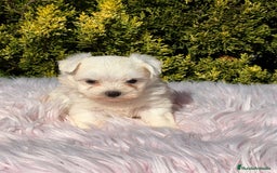 Bichón Maltés perros en venta: Bichon maltes hembra - Imagen 3